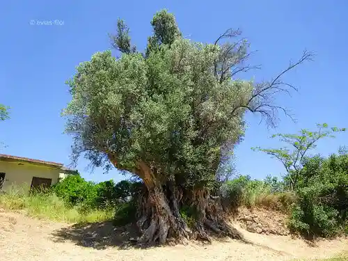 Αρχαία Ελιά των Κήπων